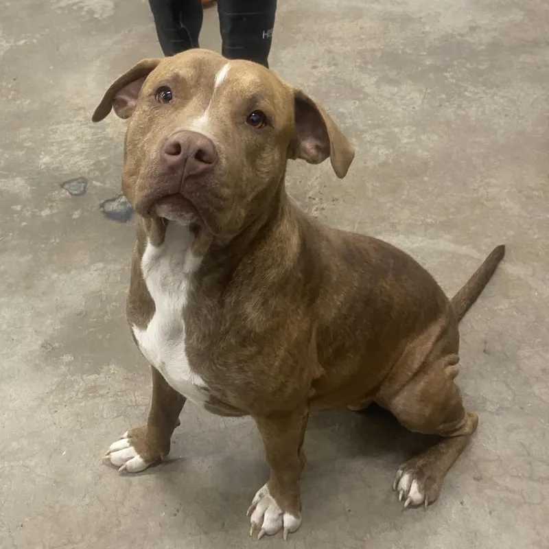 A young medium-sized male Red / Chestnut / Orange Mixed Breed dog named Chomper for adoption in Corbin, KY