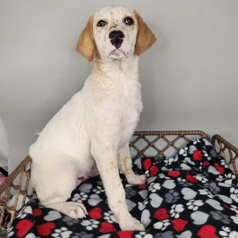 A baby small-sized female White / Cream Dalmatian dog named Symmetra for adoption in Fort Wayne, IN