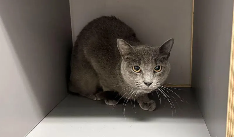 An adult medium-sized female Gray / Blue / Silver Domestic Short Hair cat named Sally for adoption in Hudson, NH