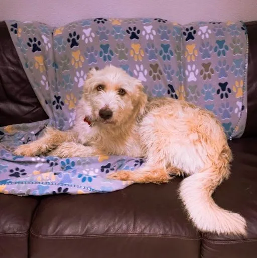 A young medium-sized male Terrier dog named Shaggy for adoption in Cincinnati, OH