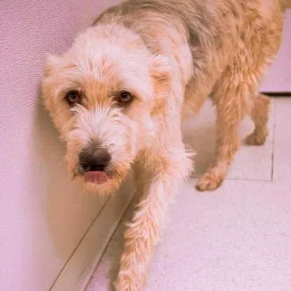 Shaggy thumbnail 3