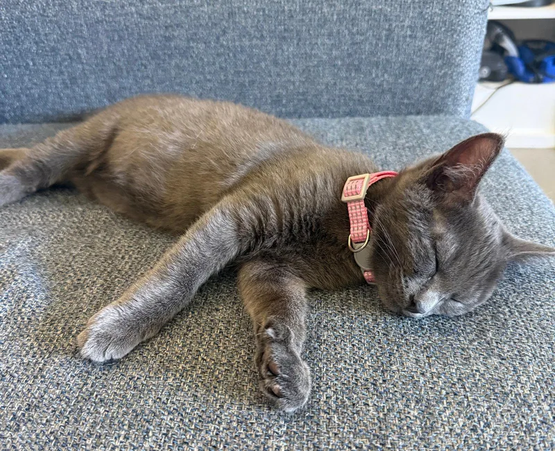 A baby small-sized male Tabby (Gray / Blue / Silver) Tabby cat named Capybara for adoption in Walnut Creek, CA