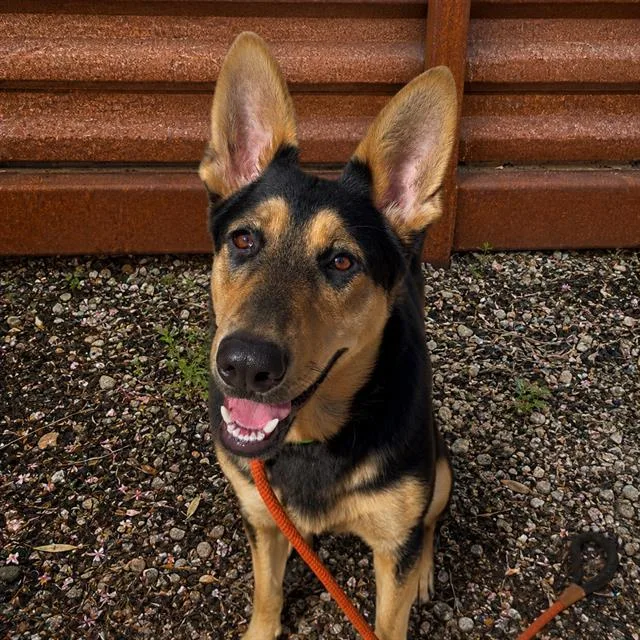 Alexander