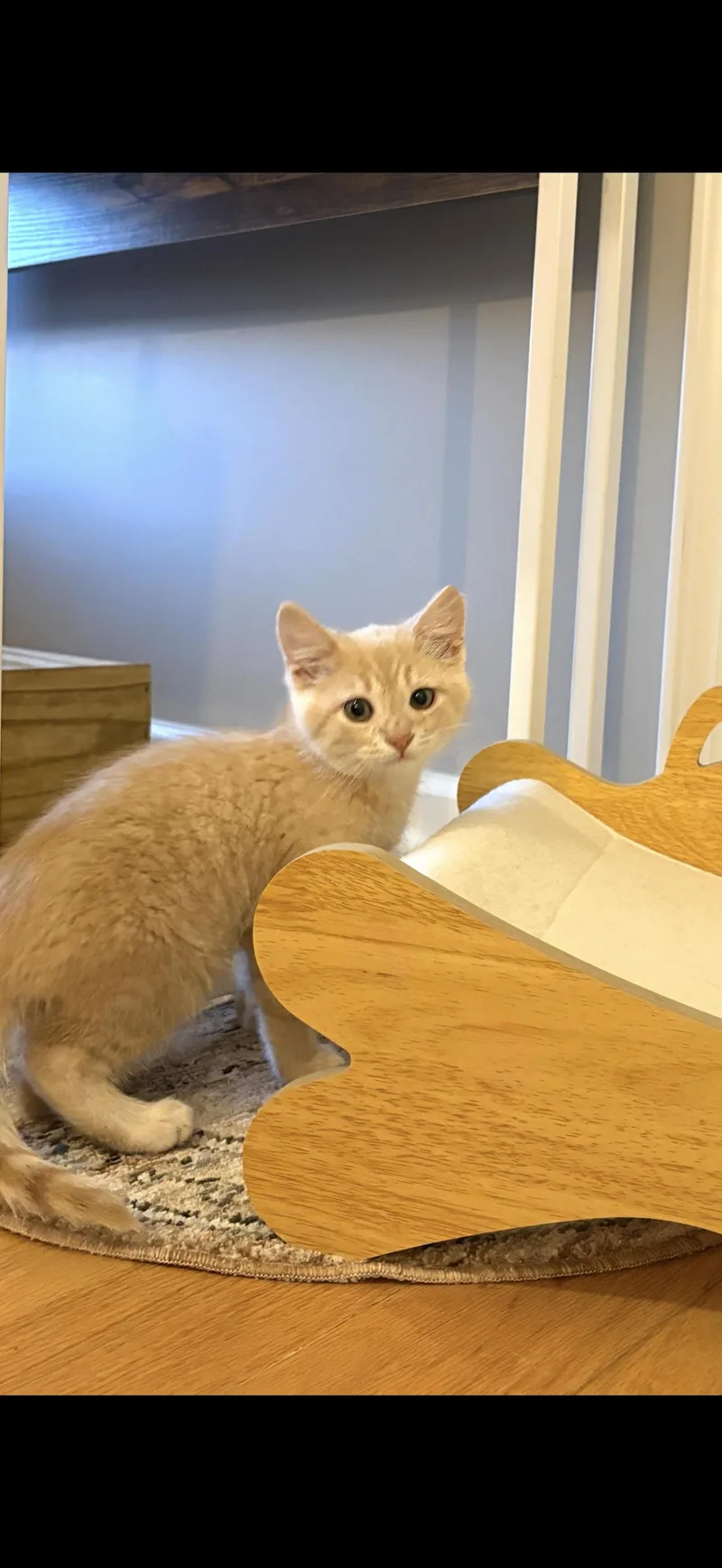 Mango thumbnail 3