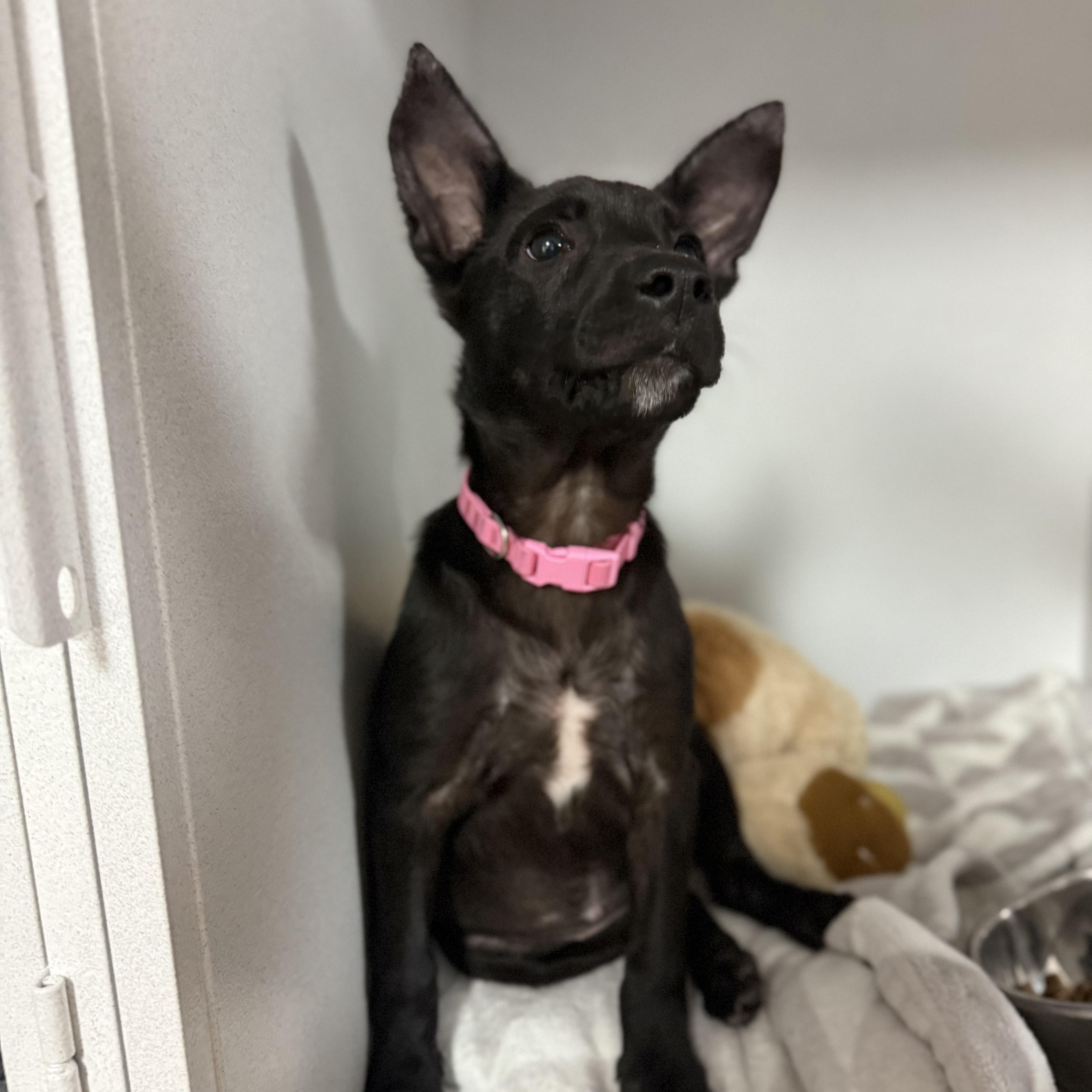 Fruit Bat thumbnail 2