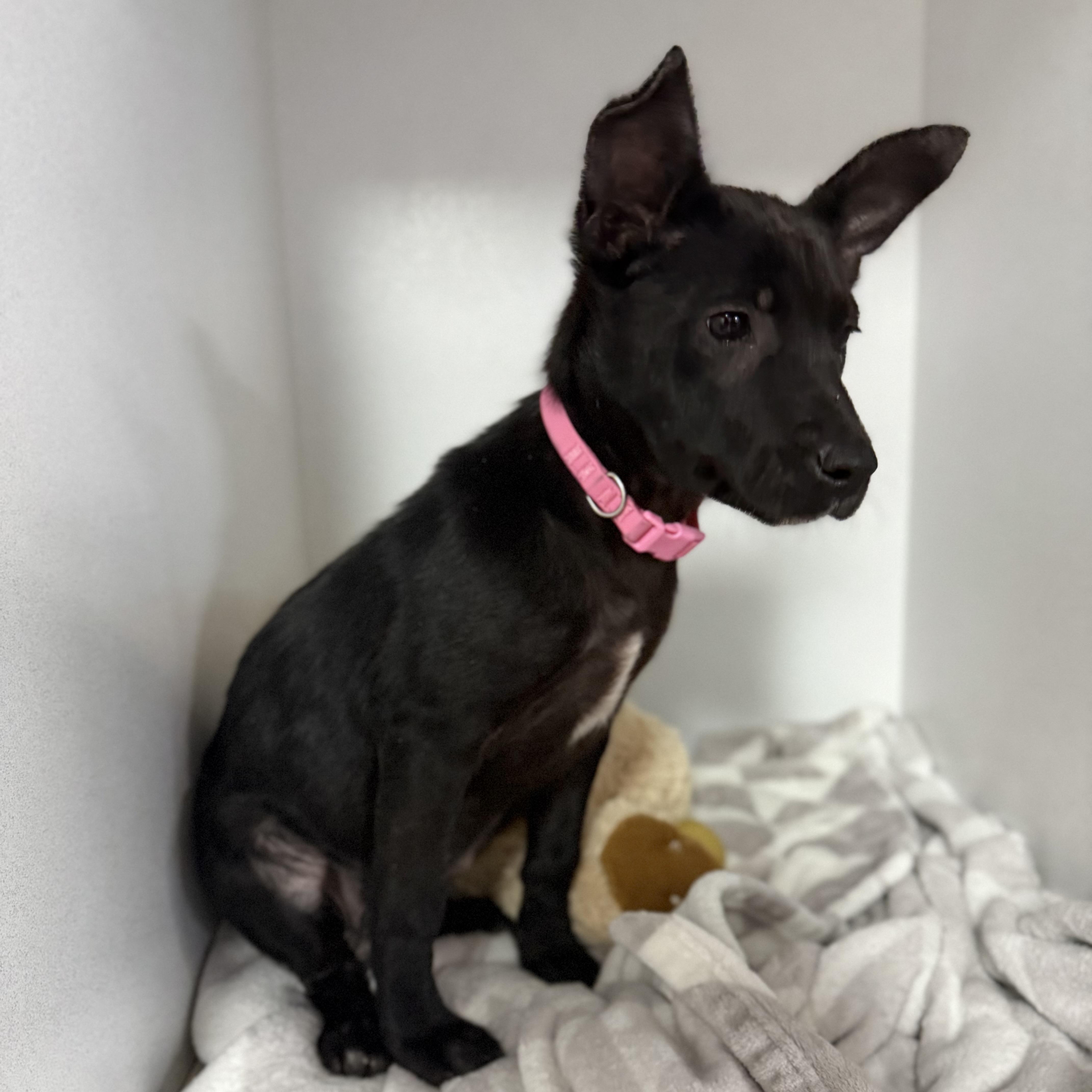 Fruit Bat thumbnail 3