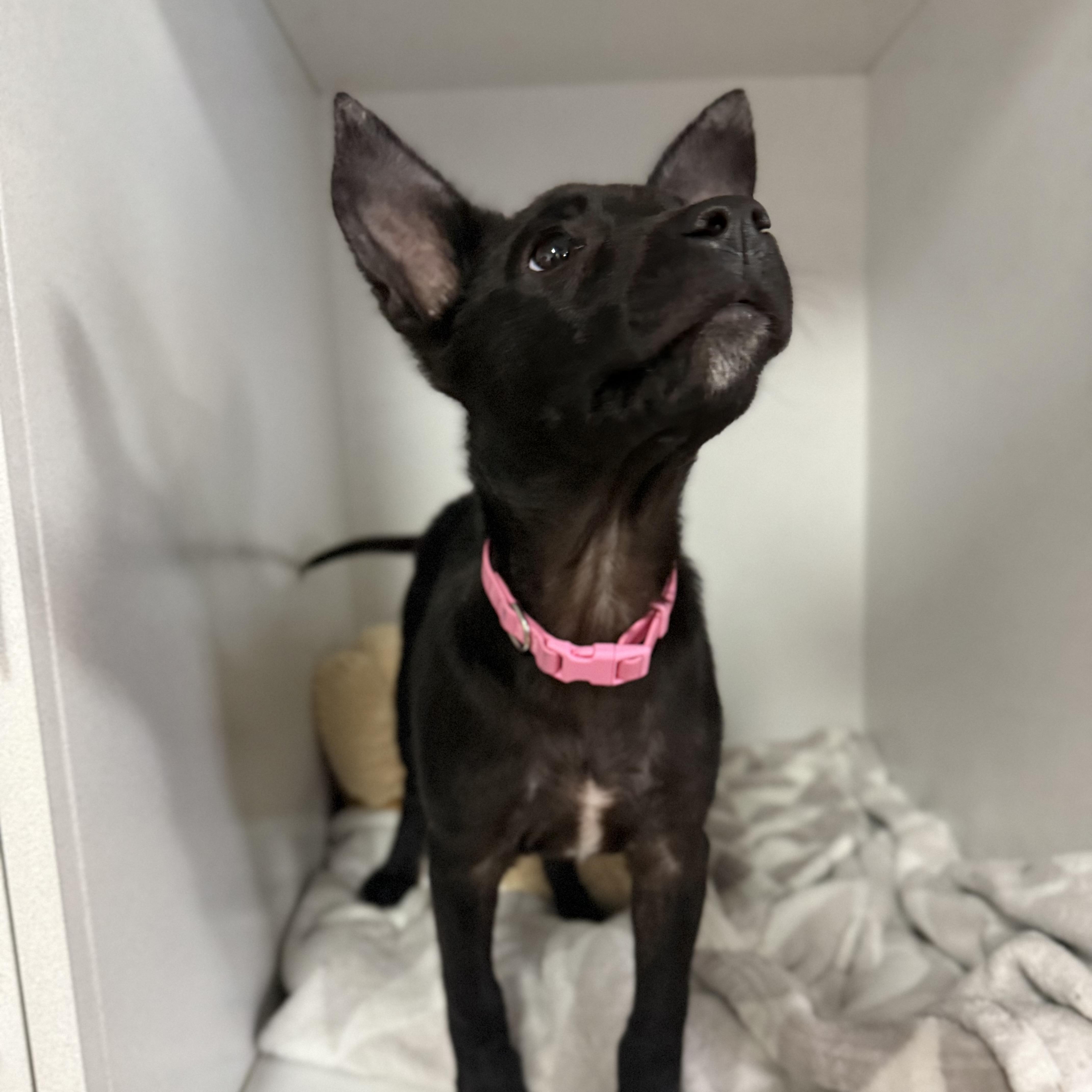 Fruit Bat thumbnail 4