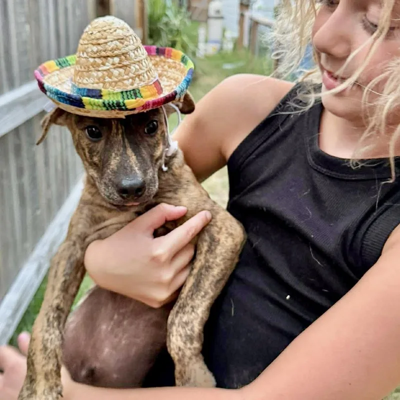 A baby medium-sized male Brindle Terrier dog named Bento for adoption in Austin, TX
