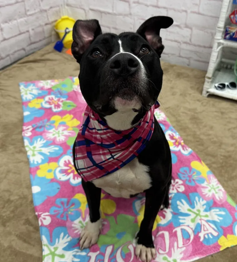 An adult medium-sized female Mixed Breed dog named Jade Jasmine for adoption in Detroit, MI
