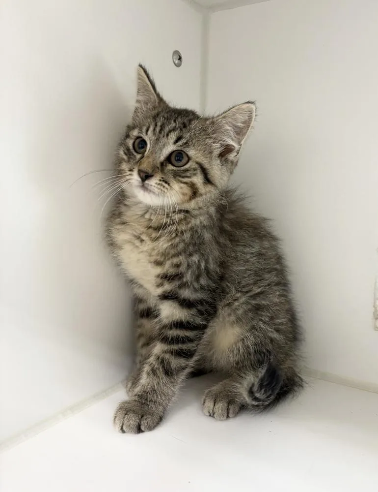 A baby medium-sized male Tabby (Brown / Chocolate) Domestic Medium Hair cat named Mitch for adoption in Rochester, IN