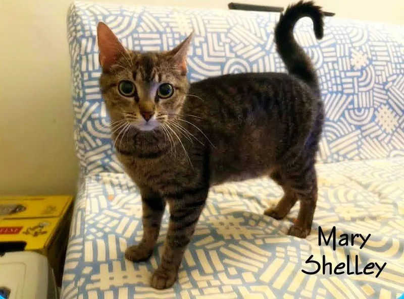An adult medium-sized female Brown / Chocolate Tabby cat named Mary Shelley for adoption in Culpeper, VA