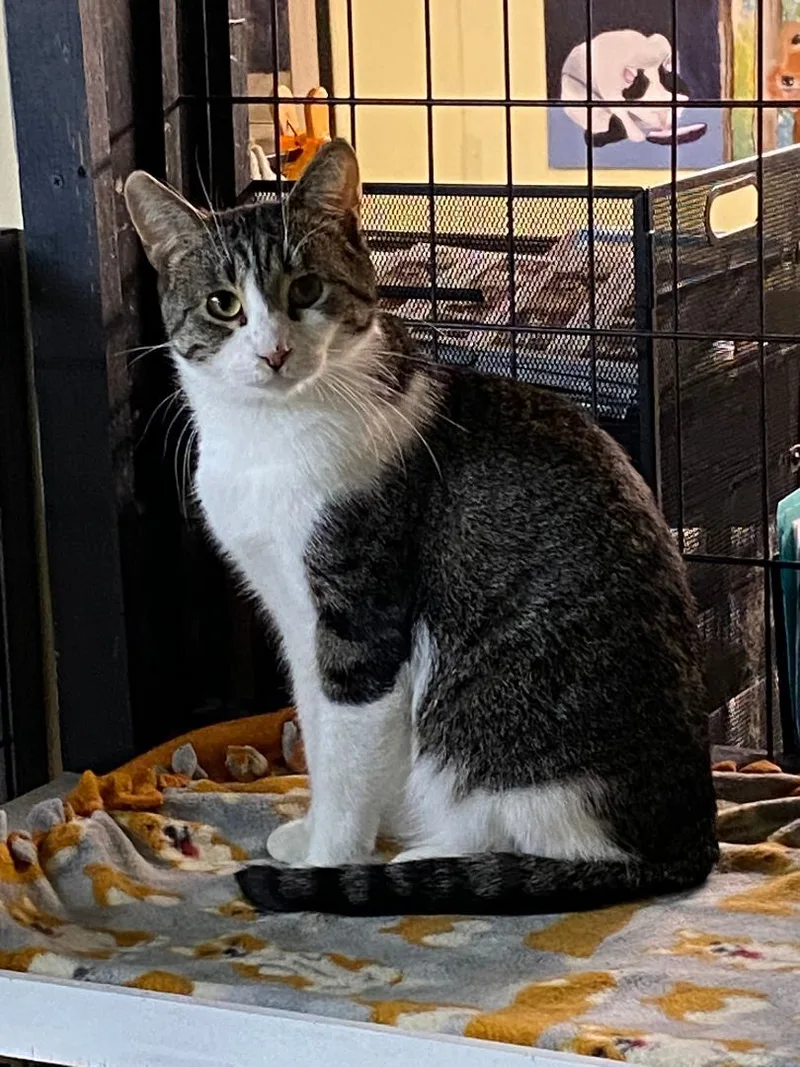 Mercedes thumbnail 2