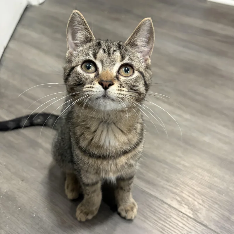 A baby small-sized female Tabby (Brown / Chocolate) American Shorthair cat named Elsie and Schmuffin for adoption in West newton, PA
