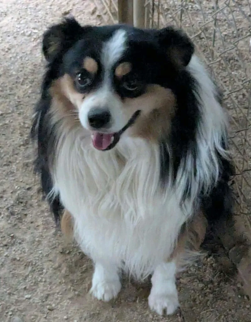 A young medium-sized male Australian Shepherd dog named Piper for adoption in Las Vegas, NV