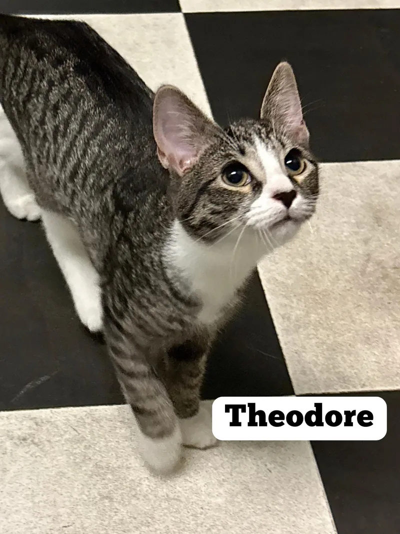 Theodore