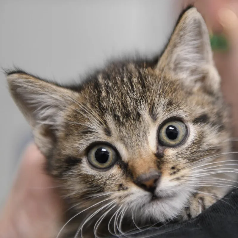 A baby small-sized male Domestic Short Hair cat named Barrel for adoption in Redwood City, CA