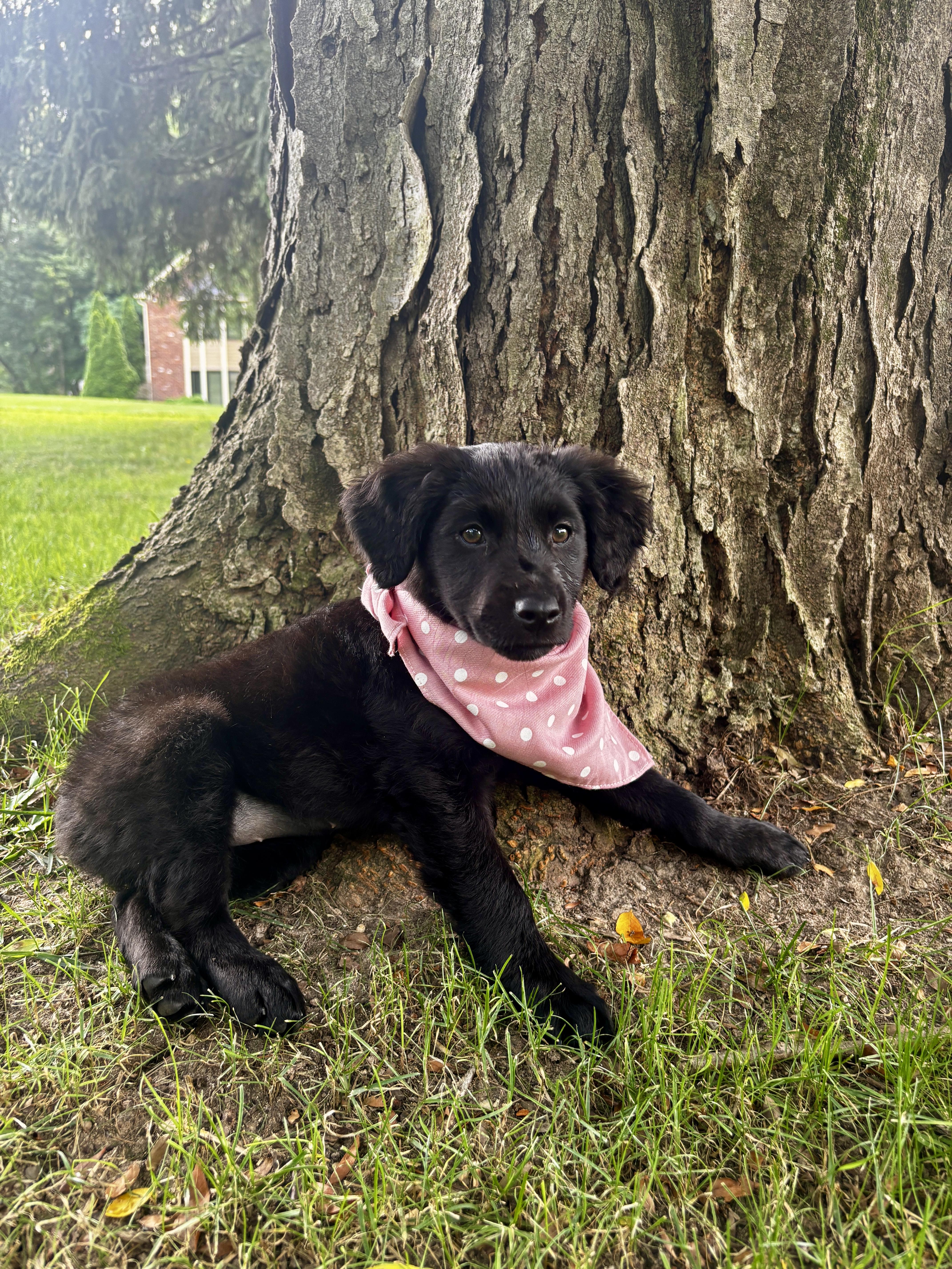 A baby medium-sized female Labrador Retriever dog named Arden for adoption in Lewisville, IN