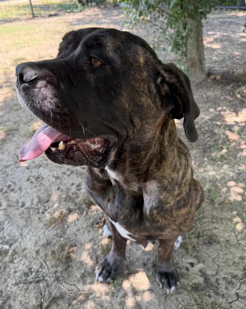 A young large-sized female Mastiff dog named Nala for adoption in Farmersville, TX