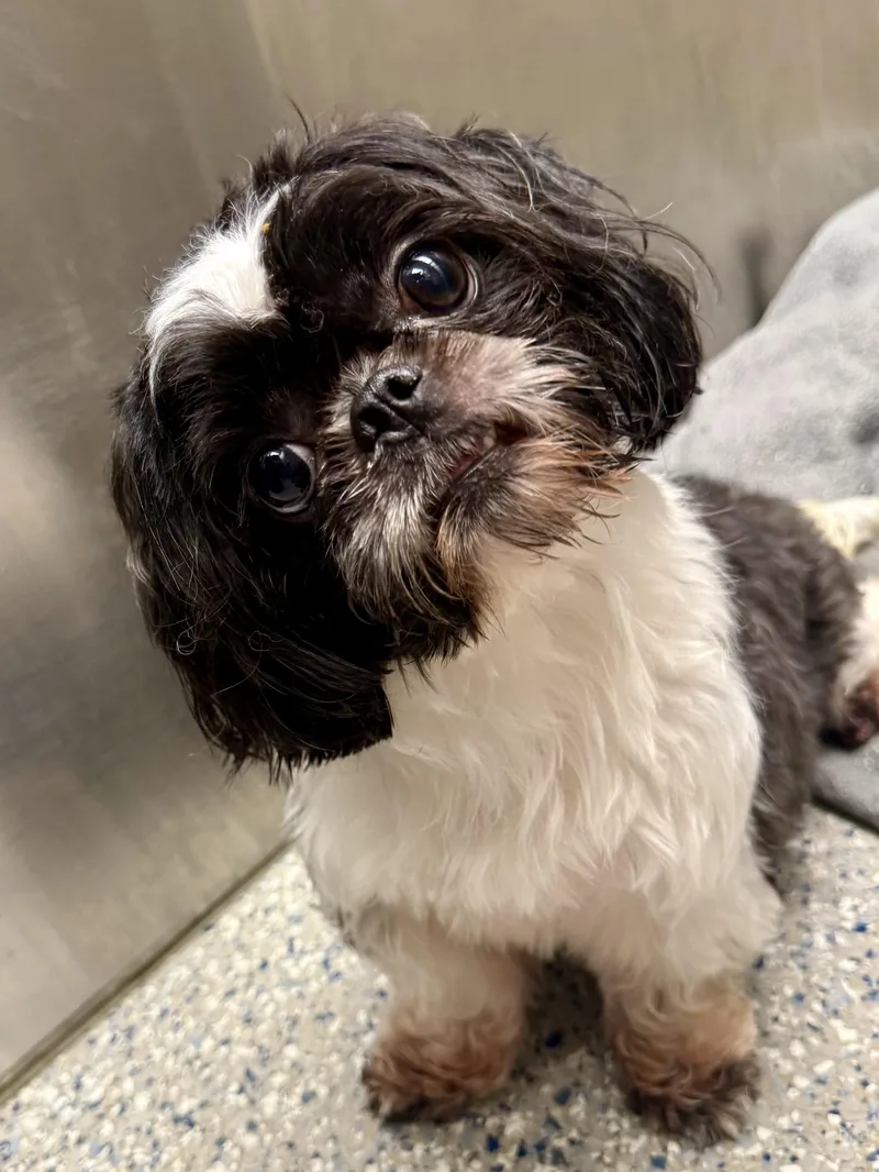 An adult small-sized male Black Shih Tzu dog named Shalom for adoption in Los Alamitos, CA