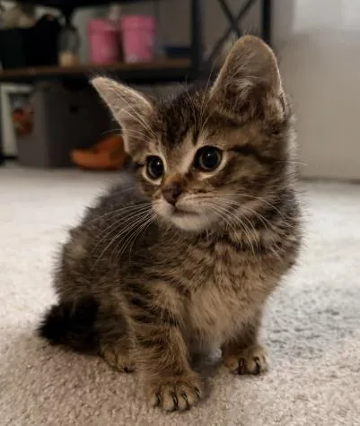 A baby small-sized male Domestic Short Hair cat named Bob for adoption in Colorado Springs, CO