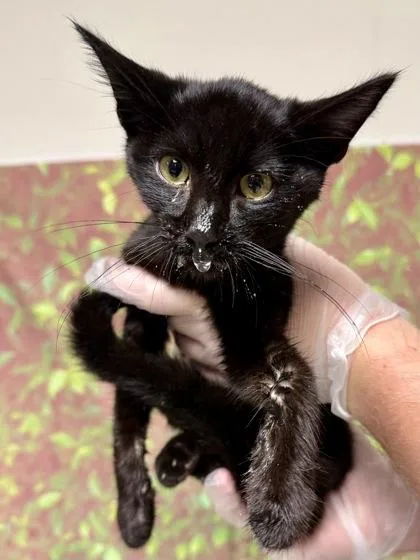 A young small-sized male Domestic Short Hair cat named Tewkesbury for adoption in San Antonio, TX