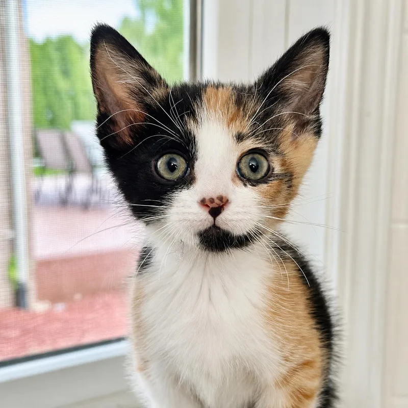 A baby medium-sized female Calico Domestic Short Hair cat named Special K for adoption in Pontiac, MI