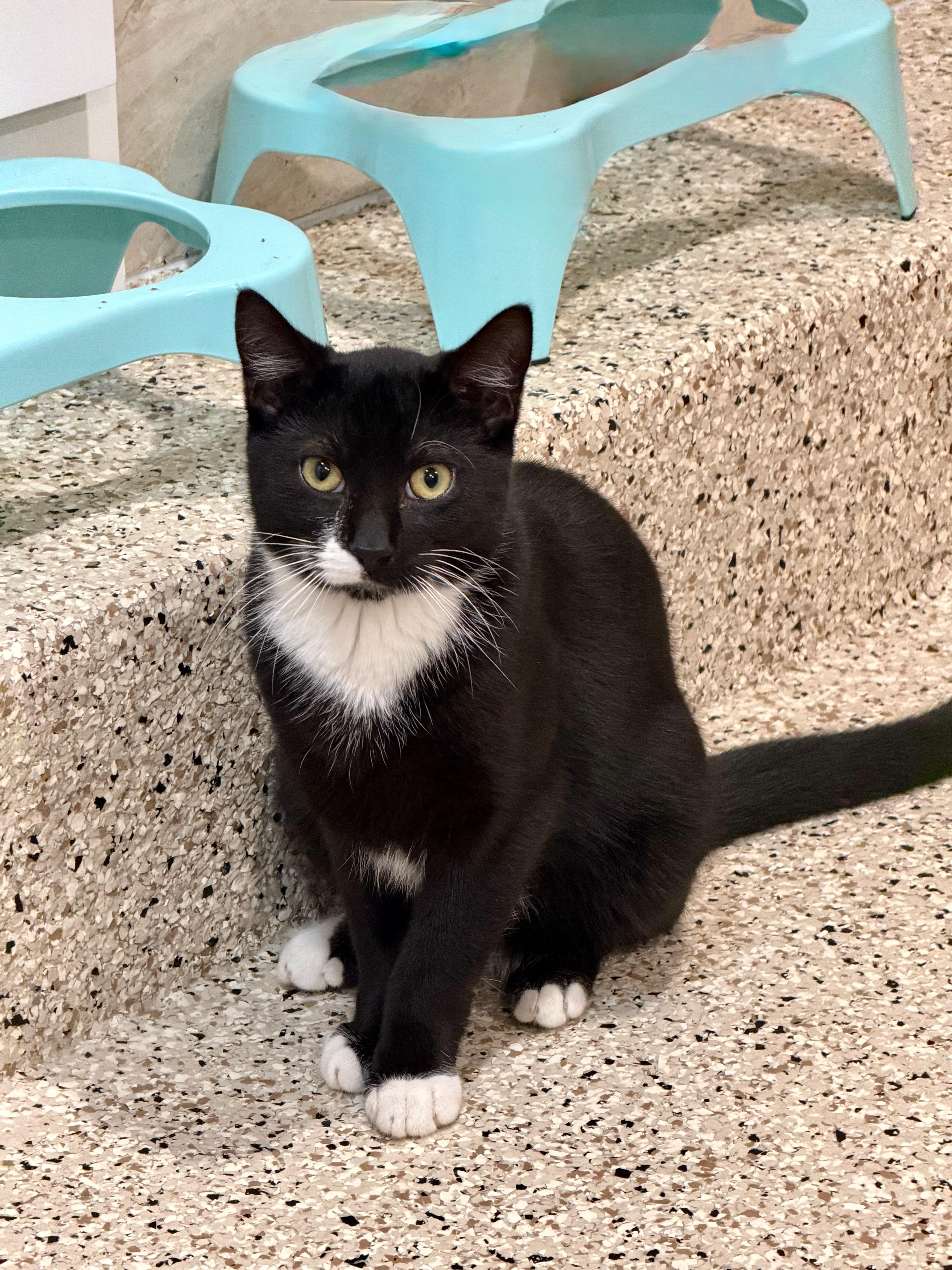 A young medium-sized male Black & White / Tuxedo Domestic Short Hair cat named Sebastian for adoption in Manhasset, NY