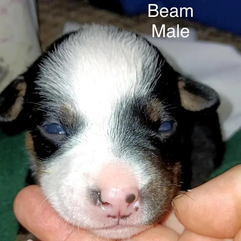 Beam