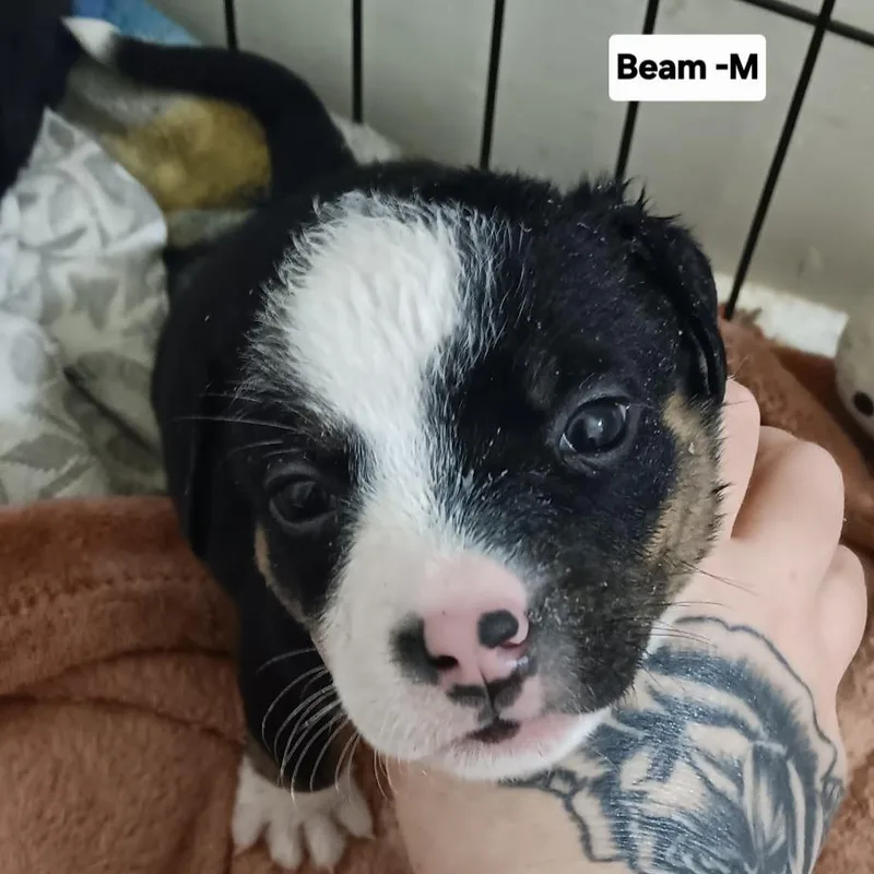 Beam thumbnail 2