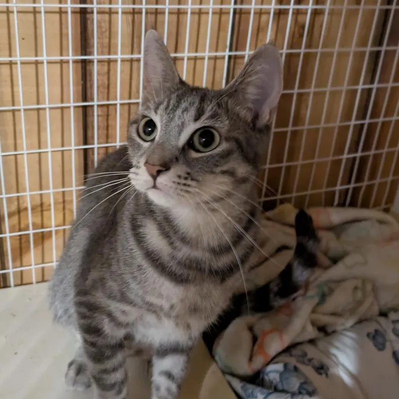An adult medium-sized female Gray / Blue / Silver Domestic Short Hair cat named Monroe for adoption in Binghamton, NY