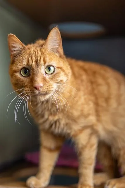 An adult small-sized male Domestic Short Hair cat named Crookshanks for adoption in Westminster, MD