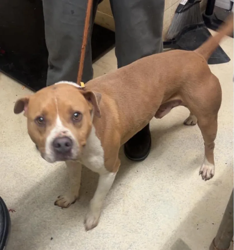 A young medium-sized male American Staffordshire Terrier dog named Don for adoption in Albany, GA