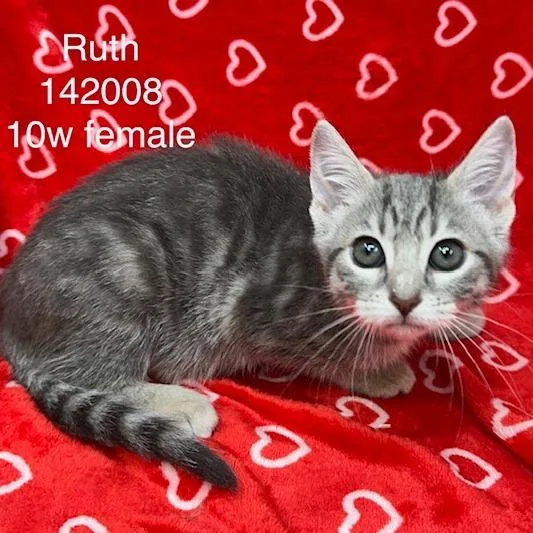 A baby small-sized female Domestic Short Hair cat named Ruth for adoption in New Tazewell, TN