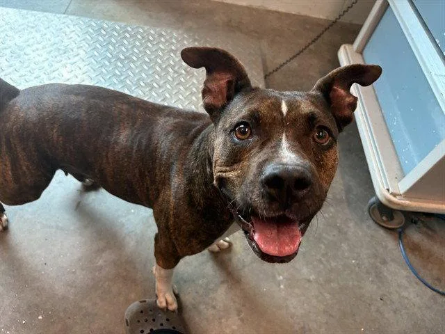 An adult medium-sized female Staffordshire Bull Terrier dog named Avery for adoption in Tavares, FL