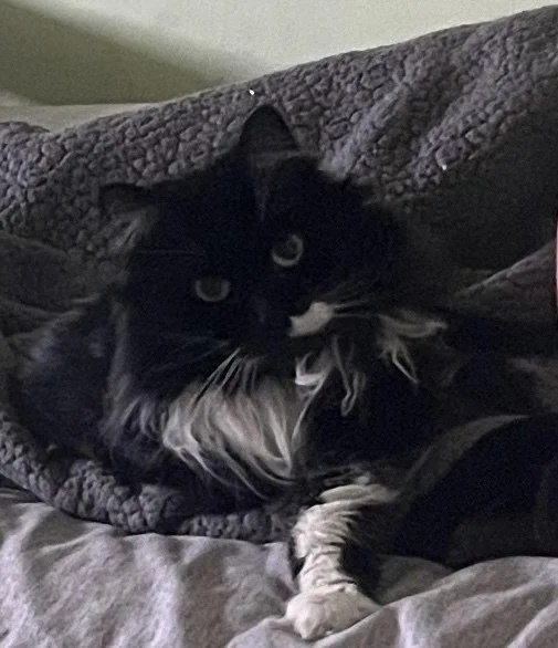 Molly