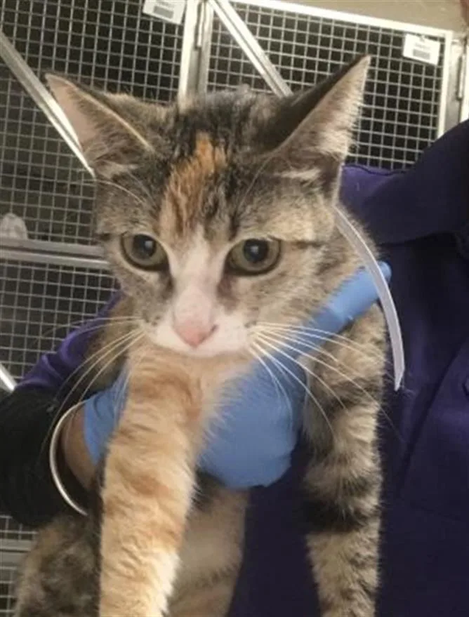 A young medium-sized female Domestic Short Hair cat named Peni for adoption in Conroe, TX