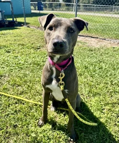 An adult large-sized male Mixed Breed dog named Chippewa for adoption in Vero Beach, FL