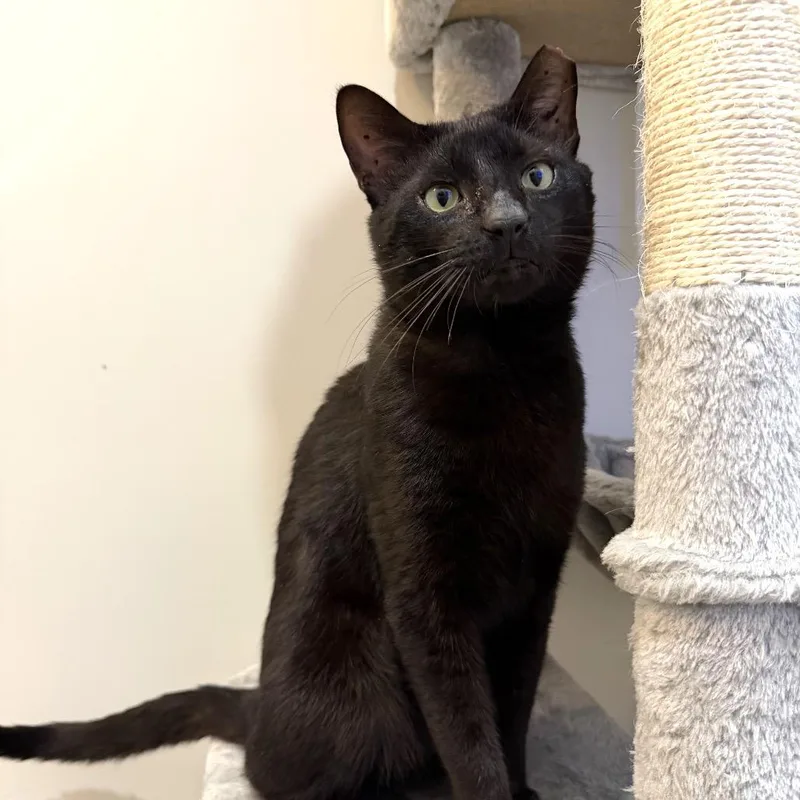 A young medium-sized male Black Domestic Short Hair cat named Parkzee for adoption in Boston, MA