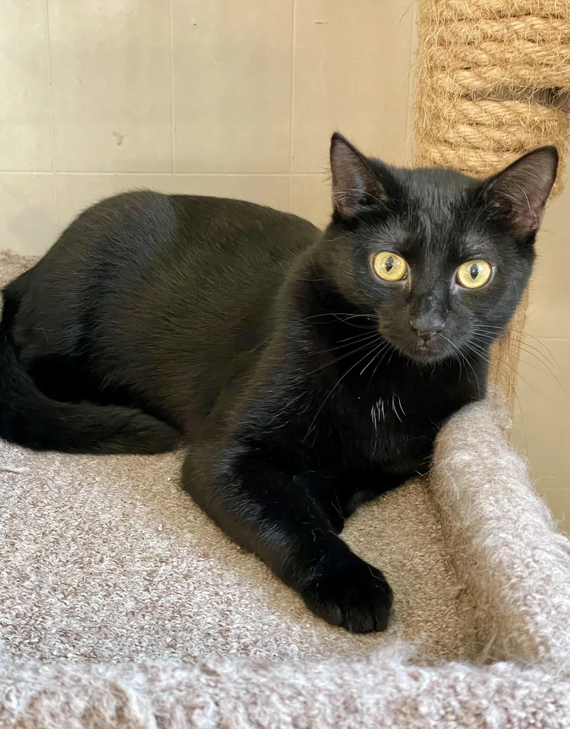 A young medium-sized female Black Domestic Short Hair cat named Jamica for adoption in Lacon, IL