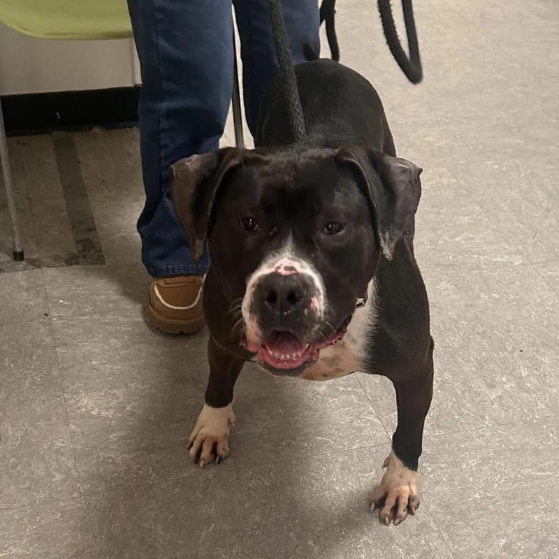 An adult large-sized male Black Mixed Breed dog named Harley for adoption in Philadelphia, PA