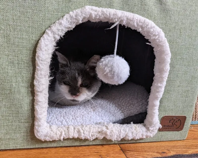 A senior medium-sized female Gray & White Domestic Short Hair cat named Piggly Wiggly for adoption in Alexandria, VA