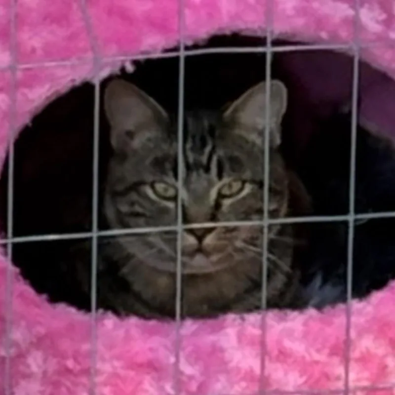 An adult medium-sized male Brown / Chocolate Domestic Short Hair cat named Sullivan aka Sully for adoption in Grass Valley, CA