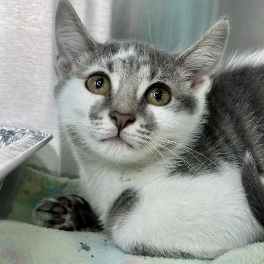 A baby small-sized female Gray / Blue / Silver Domestic Short Hair cat named Pantalaimon for adoption in Matteson, IL
