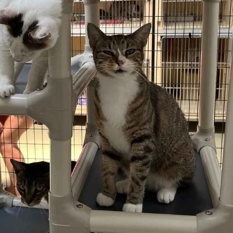 A young medium-sized male Tabby cat named Looie Katz for adoption in Clarksville, VA