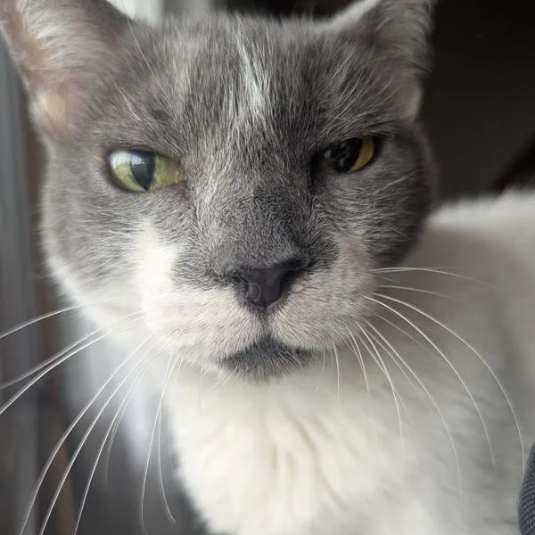 A senior small-sized female Domestic Short Hair cat named Princessa for adoption in Des Moines, IA