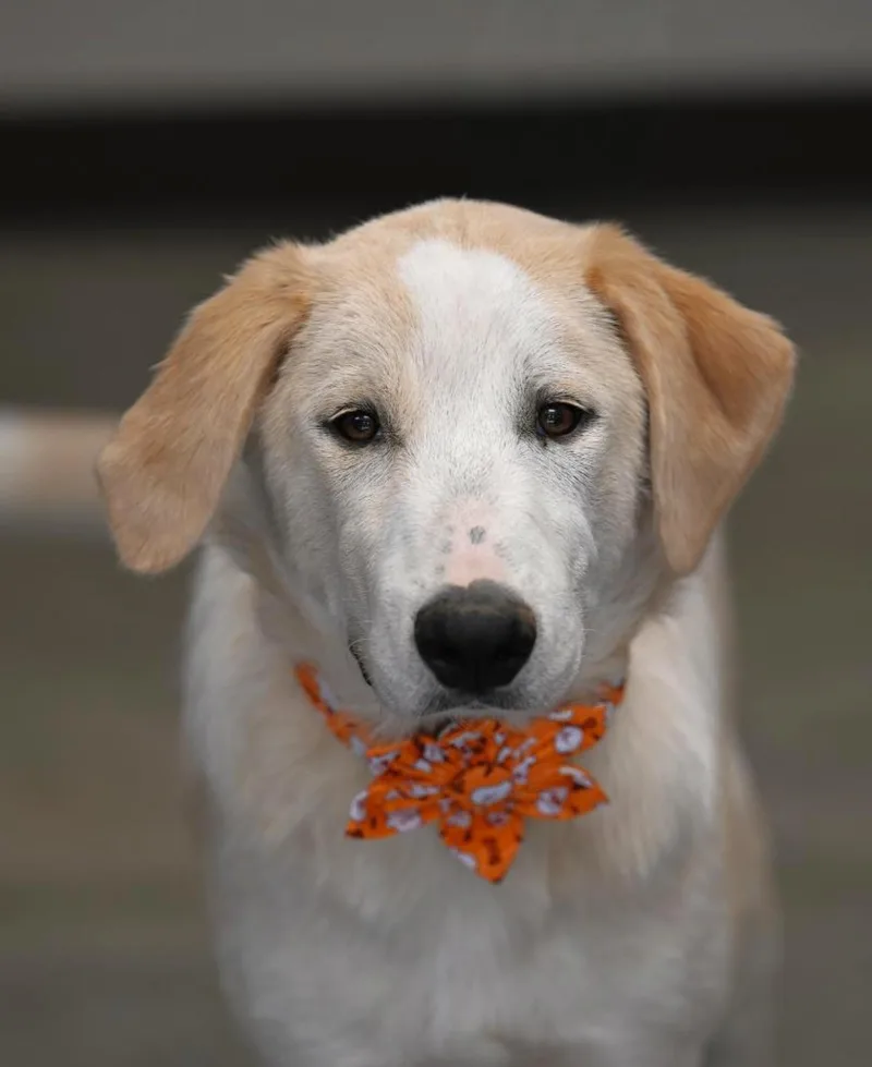 A young medium-sized female Yellow / Tan / Blond / Fawn Great Pyrenees dog named Prada for adoption in Hot Springs, AR