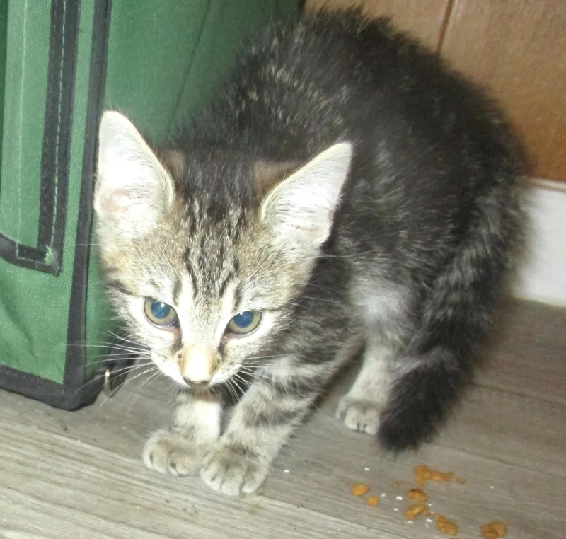 A baby medium-sized female Tabby (Tiger Striped) Tiger cat named Java for adoption in Troutman, NC