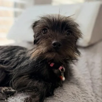 A young small-sized female Black Shih Tzu dog named Hope for adoption in Justin, TX