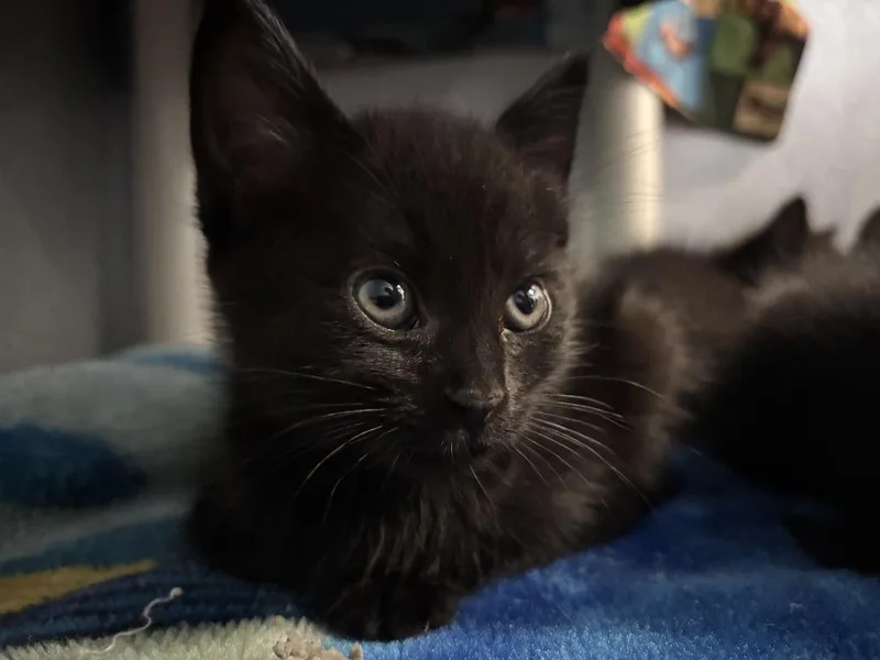 A baby small-sized male Domestic Short Hair cat named Darth Vader for adoption in Moriarty, NM