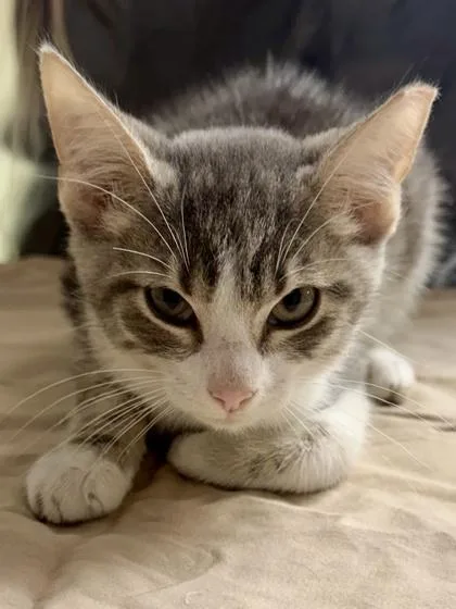 A young medium-sized male Domestic Short Hair cat named Dunk for adoption in San Antonio, TX